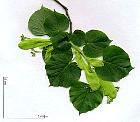 Small-leaved Basswood, pictures