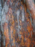 Arbousier hybride