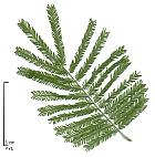 Acacia dealbata