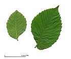 Elm (Young)