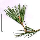 Pin de montagne