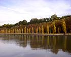 Italian Poplars