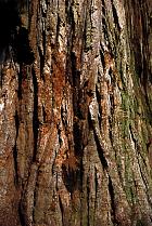 S�quoia Redwood