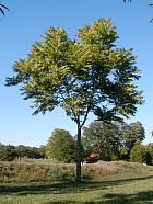 Cedrela sinensis, Toona sinensis, silhouette