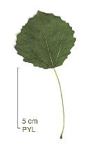 Trembling Aspen, leaf