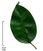 Privet, leaf