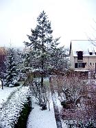 Western hemlock, snowy landscape