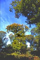 Chêne pédonculé, paysage