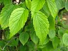 Arrowwood Viburnum, flower