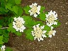 Arrowwood Viburnum, flower