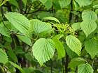 Arrowwood Viburnum, flower