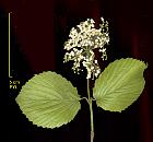 Arrowwood Viburnum, leaf