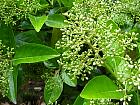 Sweet Viburnum, flower