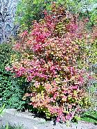 Cranberrybush Viburnum, pictures
