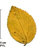 , feuilles d'automne