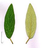 Leatherleaf Viburnum, leaf