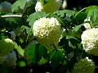 Cranberrybush Viburnum, flower