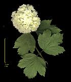 Cranberrybush Viburnum, flower