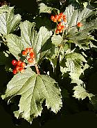 Cranberrybush Viburnum, pictures