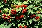 Cranberrybush Viburnum, pictures