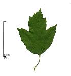Cranberrybush Viburnum, leaf