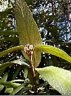 Viorne de Prague, photos