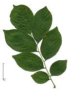 American Yellowwood, Virgilia, leaf
