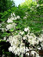 American Yellowwood, Virgilia, flower