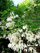 American Yellowwood, Virgilia, pictures