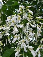 American Yellowwood, Virgilia, flower
