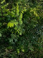 American Yellowwood, Virgilia, leaf