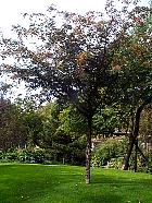 Zanthoxylum piperitum