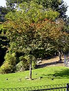 Zanthoxylum piperitum, photos