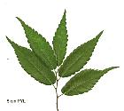 Japanese Zelkova, leaf