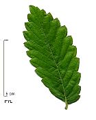 Orme du Caucase, feuille