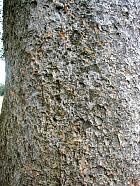 Zelkova, bark