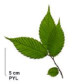 Japanese Zelkova, leaf