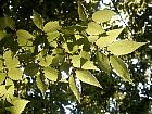Japanese Zelkova, leaf