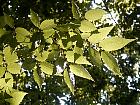 Japanese Zelkova, pictures