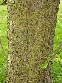 ecorce