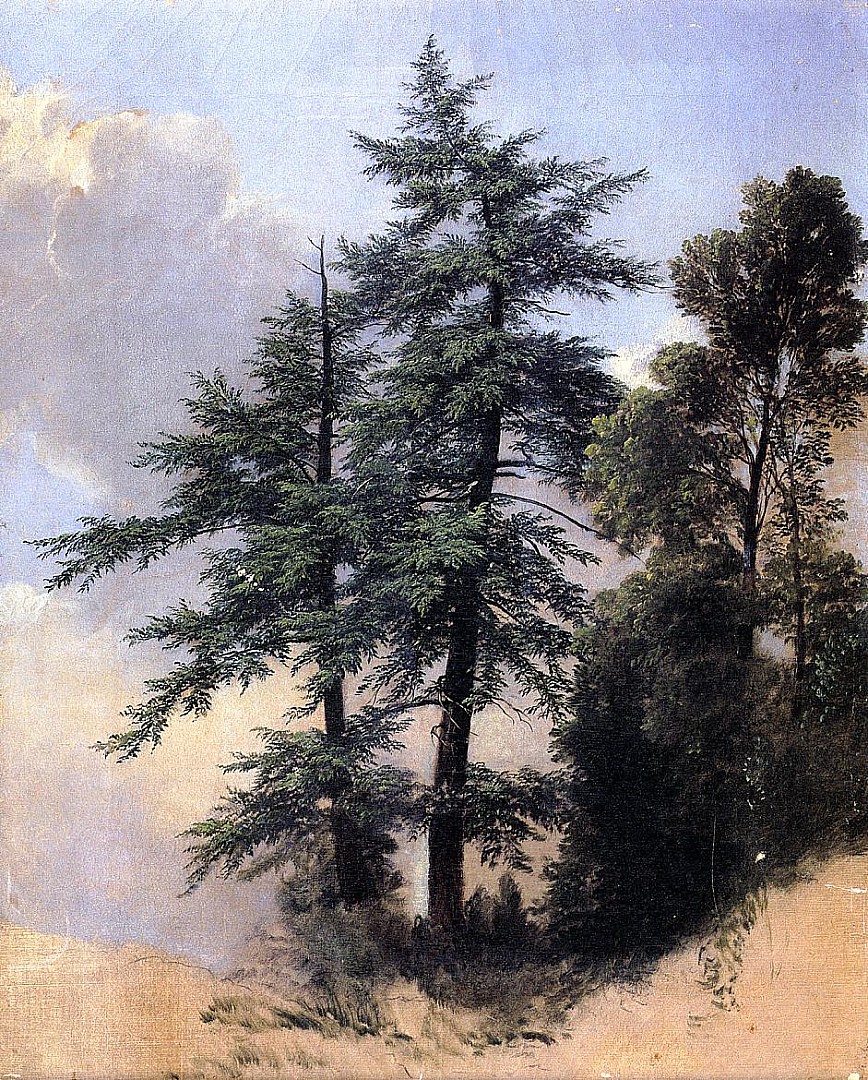 arbres_Newburth.JPG