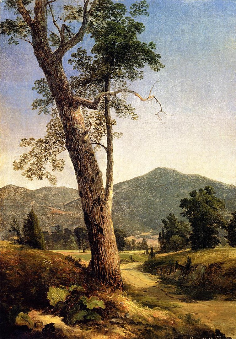 paysage_derriere_arbre.JPG