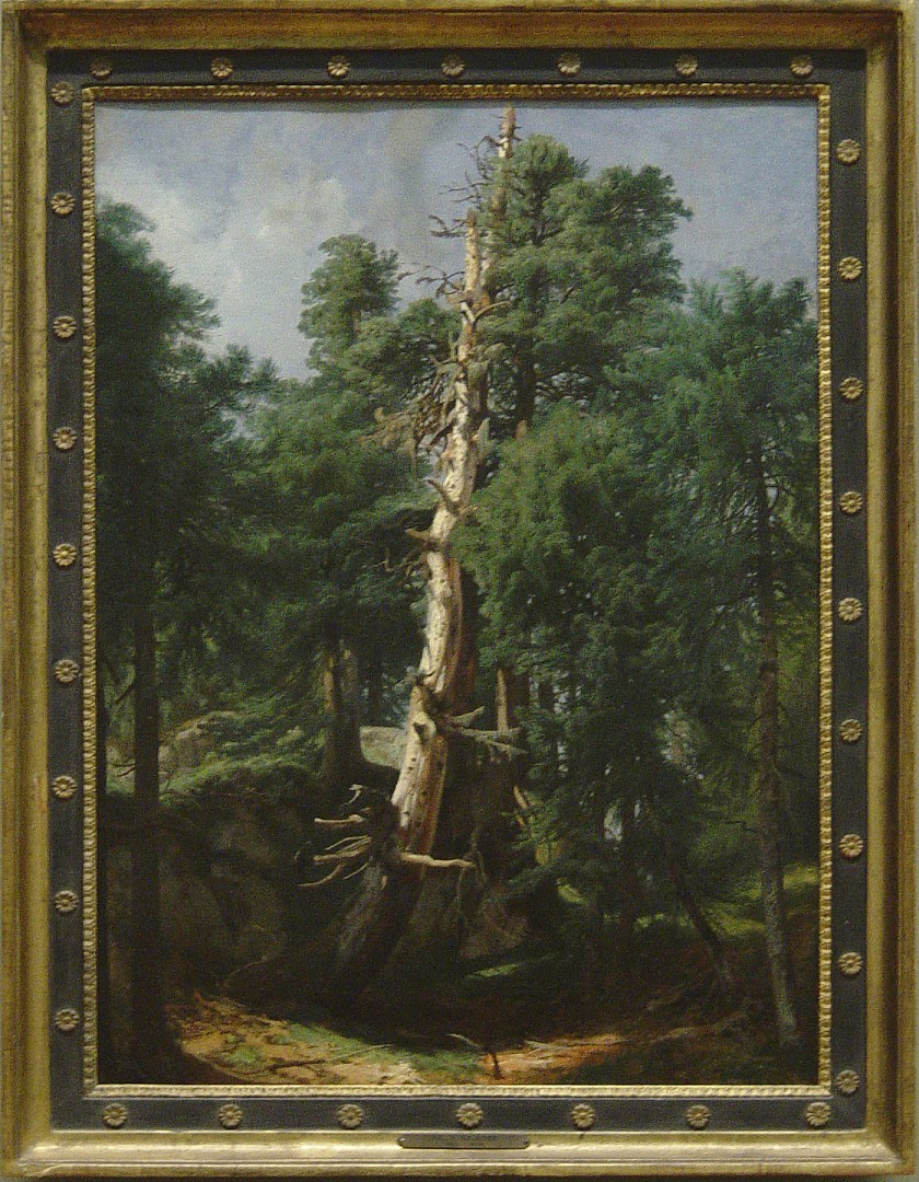 sapin_et_pin.JPG