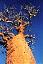 Baobab