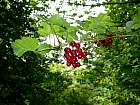 red currant