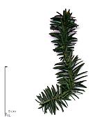 pinsapo
