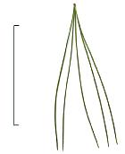pinus peuce