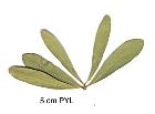 asteropia