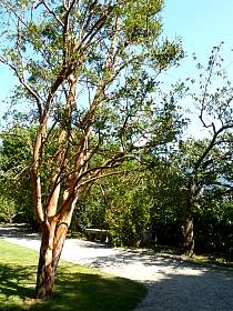 myrtus luma