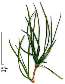 sciadopitys, leaf